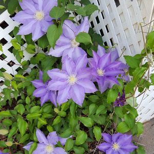 Meet your Posher, Evelyn